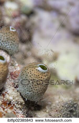 "Sea-squirt (Tunicata sp. ), spawning at night, Wayilbatan Island, Raja Ampat Islands, Four Kings, West Papua, New Guinea, Indonesia, Southeast Asia, Asia" View Large Photo Image Stock Image - "Sea-squirt (Tunicata sp. ), spawning at night, Wayilbatan Island, Raja Ampat Islands, Four Kings, West Papua, New Guinea, Indonesia, Southeast Asia, Asia". Fotosearch