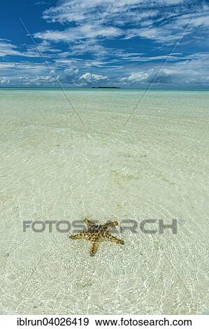"Sea star in the sand, Rock Islands, Palau, Oceania" View Large Photo Image Stock Photo - "Sea star in the sand, Rock Islands, Palau, Oceania". Fotosearch