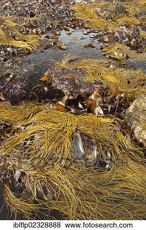 "Sea-thong (Himanthalia elongata), exposed at low tide, Swanage, Dorset, England, United Kingdom, Europe" View Large Photo Image Stock Photo - "Sea-thong (Himanthalia elongata), exposed at low tide, Swanage, Dorset, England, United Kingdom, Europe". Fotosearch