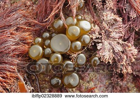 Stock Photo - "Sea-thong (Himanthalia elongata), 'buttons' growth at base of holdfast, Swanage, Dorset, England, United Kingdom, Europe". Fotosearch