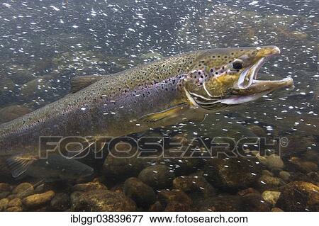 "Sea Trout (Salmo trutta trutta) on the way to the spawning, Sogn og Fjordane, Norway, Europe" View Large Photo Image Stock Photo - "Sea Trout (Salmo trutta trutta) on the way to the spawning, Sogn og Fjordane, Norway, Europe". Fotosearch