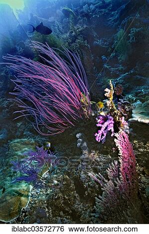 "Sea Whip (Ellisella cercidia), Raja Ampat, West Papua, Indonesia, Asia" View Large Photo Image Stock Photograph - "Sea Whip (Ellisella cercidia), Raja Ampat, West Papua, Indonesia, Asia". Fotosearch