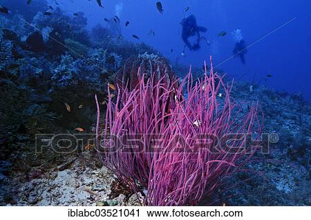 "Sea Whips (Ella Ellis cercidia) with scuba divers, Raja Ampat, West Papua, Indonesia, Asia" View Large Photo Image Stock Image - "Sea Whips (Ella Ellis cercidia) with scuba divers, Raja Ampat, West Papua, Indonesia, Asia". Fotosearch