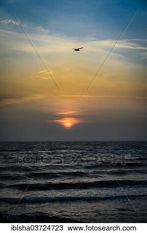 Stock Image - "Seagull against the rising sun, Haffkrug, Ostholstein, Schleswig-Holstein, Germany, Europe". Fotosearch
