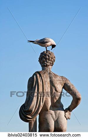 "Seagull examining head of statue, Sweden, Europe" View Large Photo Image Stock Photography - "Seagull examining head of statue, Sweden, Europe". Fotosearch