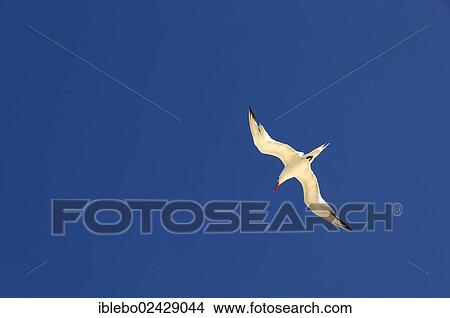 "Seagull in flight, Playa Pilar, Caya Coco, North Coast, Cuba, Greater Antilles, Caribbean, Central America, America, North America" View Large Photo Image Picture - "Seagull in flight, Playa Pilar, Caya Coco, North Coast, Cuba, Greater Antilles, Caribbean, Central America, America, North America". Fotosearch