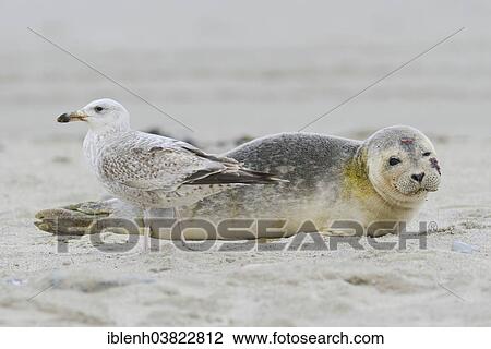 "Seagull in front of a Grey Seal (Halichoerus grypus), pup, Heligoland Dune, Schleswig-Holstein, Germany, Europe" View Large Photo Image Stock Image - "Seagull in front of a Grey Seal (Halichoerus grypus), pup, Heligoland Dune, Schleswig-Holstein, Germany, Europe". Fotosearch