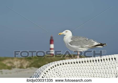 "Seagull on a beach chair in front of a lighthouse, Amrum, Amrum, North Frisian Islands, Schleswig-Holstein, Germany, Europe" View Large Photo Image Stock Photography - "Seagull on a beach chair in front of a lighthouse, Amrum, Amrum, North Frisian Islands, Schleswig-Holstein, Germany, Europe". Fotosearch