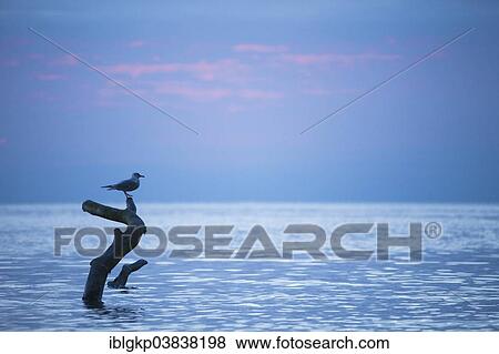 "Seagull perched on a tree branch in the water, Jasmund National Park, Rugen, Mecklenburg-Western Pomerania, Germany, Europe" View Large Photo Image Stock Photo - "Seagull perched on a tree branch in the water, Jasmund National Park, Rugen, Mecklenburg-Western Pomerania, Germany, Europe". Fotosearch