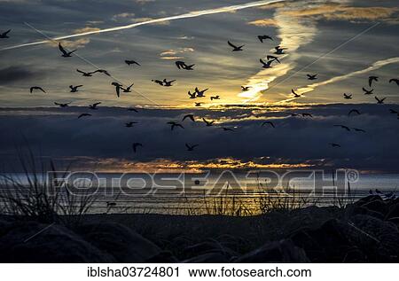 "Seagulls against the light of the morning sun above the beach, Haffkrug, Ostholstein, Schleswig-Holstein, Germany, Europe" View Large Photo Image Stock Image - "Seagulls against the light of the morning sun above the beach, Haffkrug, Ostholstein, Schleswig-Holstein, Germany, Europe". Fotosearch