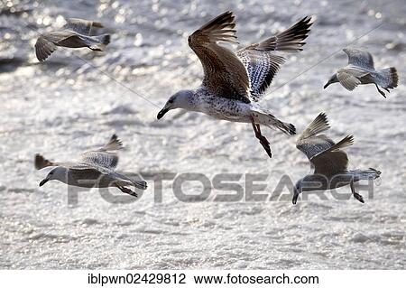 "Seagulls flying above the sea in Suffolk, England, United Kingdom, Europe" View Large Photo Image Stock Image - "Seagulls flying above the sea in Suffolk, England, United Kingdom, Europe". Fotosearch