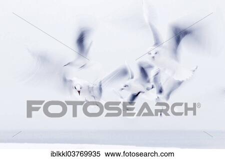 "Seagulls in flight, Mecklenburg-Vorpommern, Germany, Europe" View Large Photo Image Stock Photography - "Seagulls in flight, Mecklenburg-Vorpommern, Germany, Europe". Fotosearch