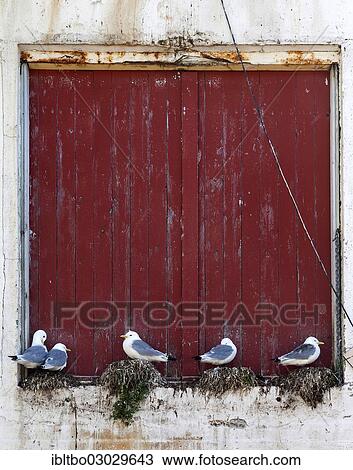 "Seagulls sitting on an old, red door at the port, A, Lofoten, Nordland, Norway, Europe" View Large Photo Image Stock Image - "Seagulls sitting on an old, red door at the port, A, Lofoten, Nordland, Norway, Europe". Fotosearch