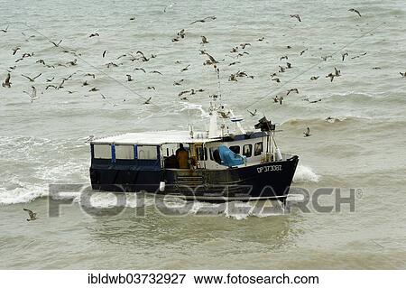 Stock Photo - "Seagulls swarming around a fishing boat, Le Treport, Departement Seine-Maritime, Upper Normandy, France, Europe". Fotosearch