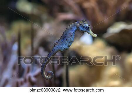 "Seahorse (Hippocampus sp. ) in an aquarium, captive, zoo, Nuremberg, Bavaria, Germany, Europe" View Large Photo Image Stock Image - "Seahorse (Hippocampus sp. ) in an aquarium, captive, zoo, Nuremberg, Bavaria, Germany, Europe". Fotosearch