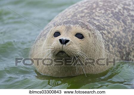 "Seal (Phoca vitulina), captive, West Coast Park, Sankt Peter-Ording, Eiderstedt, North Frisia, Schleswig-Holstein, Germany, Europe" View Large Photo Image Stock Image - "Seal (Phoca vitulina), captive, West Coast Park, Sankt Peter-Ording, Eiderstedt, North Frisia, Schleswig-Holstein, Germany, Europe". Fotosearch