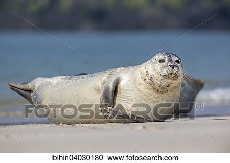 "Seal (Phoca vitulina), Heligoland, Schleswig-Holstein, Germany, Europe" View Large Photo Image Stock Image - "Seal (Phoca vitulina), Heligoland, Schleswig-Holstein, Germany, Europe". Fotosearch