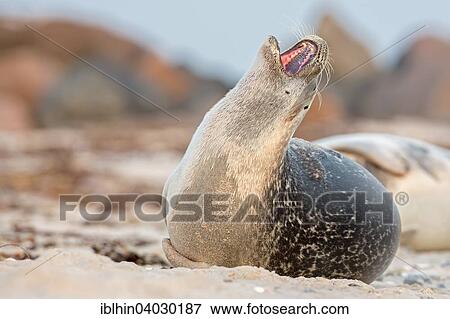 "Seal (Phoca vitulina), Heligoland, Schleswig-Holstein, Germany, Europe" View Large Photo Image Stock Photo - "Seal (Phoca vitulina), Heligoland, Schleswig-Holstein, Germany, Europe". Fotosearch