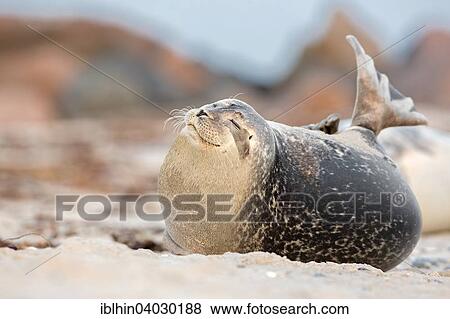 "Seal (Phoca vitulina), Heligoland, Schleswig-Holstein, Germany, Europe" View Large Photo Image Stock Photo - "Seal (Phoca vitulina), Heligoland, Schleswig-Holstein, Germany, Europe". Fotosearch