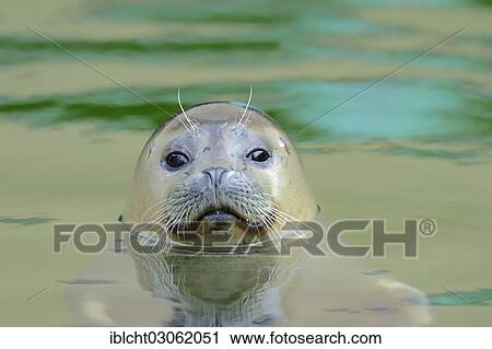 "Seal (Phoca vitulina), juvenile swimming in the water, captive, Schleswig-Holstein, Germany, Europe" View Large Photo Image Stock Image - "Seal (Phoca vitulina), juvenile swimming in the water, captive, Schleswig-Holstein, Germany, Europe". Fotosearch