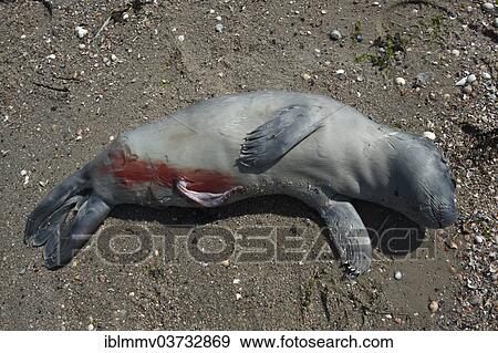 "Seal (Phoca vitulina), stillbirth, East Frisian Islands, East Frisia, Lower Saxony, Germany, Europe" View Large Photo Image Stock Photo - "Seal (Phoca vitulina), stillbirth, East Frisian Islands, East Frisia, Lower Saxony, Germany, Europe". Fotosearch