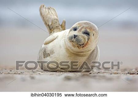 "Seal (Phoca vitulina), young, Heligoland, Schleswig-Holstein, Germany, Europe" View Large Photo Image Stock Photography - "Seal (Phoca vitulina), young, Heligoland, Schleswig-Holstein, Germany, Europe". Fotosearch