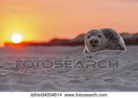 "Seal (Phoca vitulina), young, sunrise, UNESCO World Heritage Site, North Sea, Heligoland, Schleswig-Holstein, Germany, Europe" View Large Photo Image Picture - "Seal (Phoca vitulina), young, sunrise, UNESCO World Heritage Site, North Sea, Heligoland, Schleswig-Holstein, Germany, Europe". Fotosearch