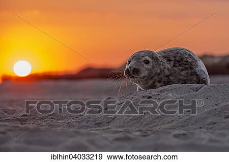 "Seal (Phoca vitulina), young, sunrise, UNESCO World Heritage Site, North Sea, Heligoland, Schleswig-Holstein, Germany, Europe" View Large Photo Image Stock Photo - "Seal (Phoca vitulina), young, sunrise, UNESCO World Heritage Site, North Sea, Heligoland, Schleswig-Holstein, Germany, Europe". Fotosearch