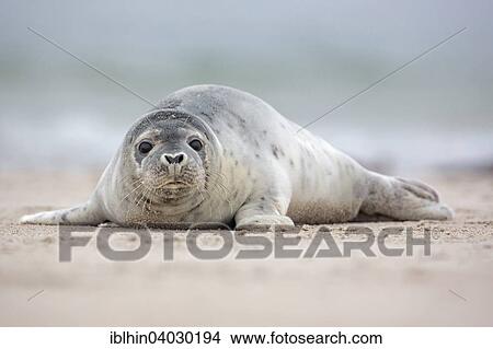 Picture - "Seal (Phoca vitulina), young, UNESCO World Heritage Site, Heligoland, Schleswig-Holstein, Germany, Europe". Fotosearch