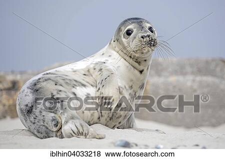 Stock Photo - "Seal (Phoca vitulina), young, UNESCO World Heritage Site, Heligoland, Schleswig-Holstein, Germany, Europe". Fotosearch