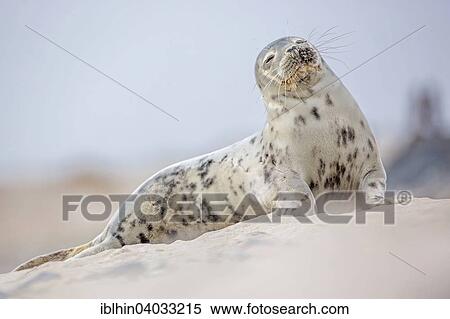 Stock Photography - "Seal (Phoca vitulina), young, UNESCO World Heritage Site, Heligoland, Schleswig-Holstein, Germany, Europe". Fotosearch