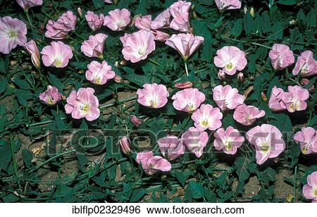 Seashore false bindweed (Calystegia soldanella) View Large Photo Image Stock Photograph - Seashore false bindweed (Calystegia soldanella). Fotosearch
