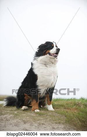 Seated Bernese Mountain Dog View Large Photo Image Picture - Seated Bernese Mountain Dog. Fotosearch