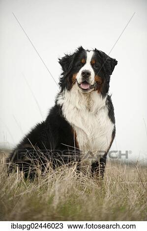 Seated Bernese Mountain Dog View Large Photo Image Stock Image - Seated Bernese Mountain Dog. Fotosearch