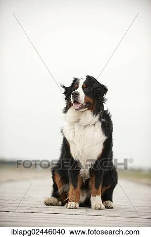 Seated Bernese Mountain Dog View Large Photo Image Stock Image - Seated Bernese Mountain Dog. Fotosearch