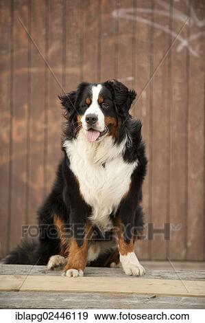 Seated Bernese Mountain Dog View Large Photo Image Stock Photo - Seated Bernese Mountain Dog. Fotosearch