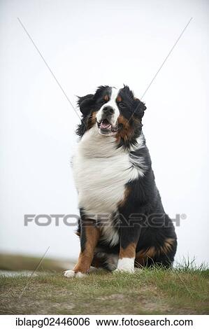 Seated Bernese Mountain Dog View Large Photo Image Stock Photograph - Seated Bernese Mountain Dog. Fotosearch