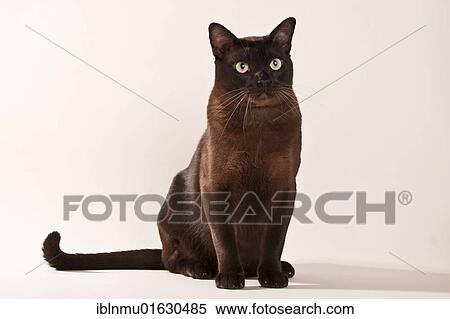 Stock Photography - Seated chocolate-coloured Burmese cat. Fotosearch