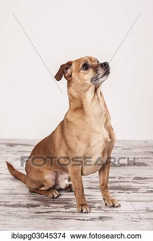 Seated small mixed-breed dog View Large Photo Image Picture - Seated small mixed-breed dog. Fotosearch