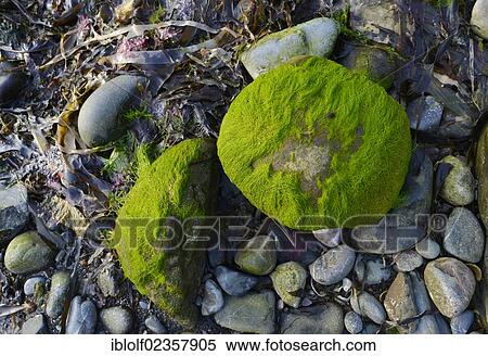 "Seaweed and large rocks on the coast of the fishing village of Crovie, Banffshire, Scotland, United Kingdom, Europe" View Large Photo Image Stock Photography - "Seaweed and large rocks on the coast of the fishing village of Crovie, Banffshire, Scotland, United Kingdom, Europe". Fotosearch