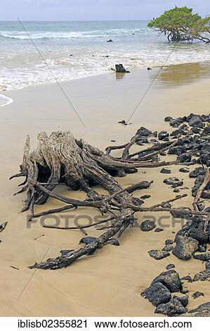 "Secluded beach with driftwood near Puerto Villamil, Isabela Island, Galapagos Islands, UNESCO World Heritage Site, Ecuador, South America" View Large Photo Image Stock Image - "Secluded beach with driftwood near Puerto Villamil, Isabela Island, Galapagos Islands, UNESCO World Heritage Site, Ecuador, South America". Fotosearch