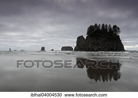 "Second Beach, Olympic National Park, Washington, United States, North America" View Large Photo Image Stock Image - "Second Beach, Olympic National Park, Washington, United States, North America". Fotosearch