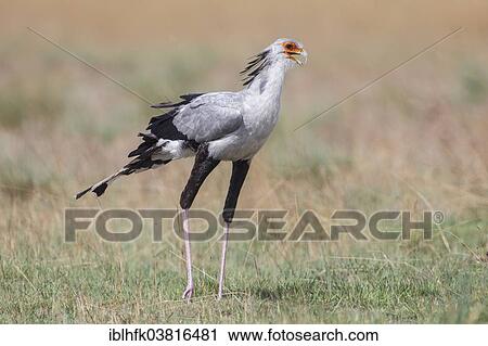 "Secretary Bird (Sagittarius serpentarius), Liuwa Plain National Park, Northwestern Province, Zambia, Africa" View Large Photo Image Stock Image - "Secretary Bird (Sagittarius serpentarius), Liuwa Plain National Park, Northwestern Province, Zambia, Africa". Fotosearch