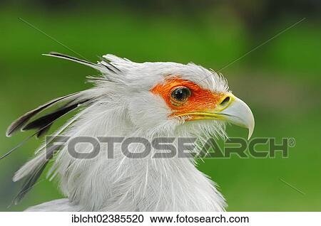 "Secretary (Sagittarius serpentarius), portrait, in captivity, Netherlands, Europe" View Large Photo Image Stock Image - "Secretary (Sagittarius serpentarius), portrait, in captivity, Netherlands, Europe". Fotosearch