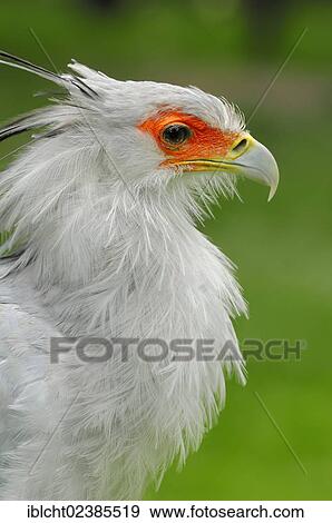 Stock Photo - "Secretary (Sagittarius serpentarius), portrait, captive, Netherlands, Europe". Fotosearch