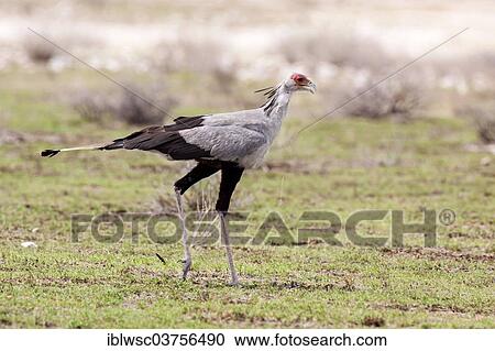 "Secretarybird (Sagittarius serpentarius), Etosha National Park, Namibia, Africa" View Large Photo Image Stock Image - "Secretarybird (Sagittarius serpentarius), Etosha National Park, Namibia, Africa". Fotosearch