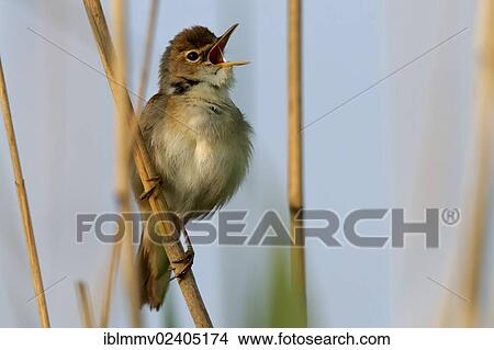 "Sedge Warbler (Acrocephalus schoenobaenus), territorial singing, Strohauser Plate, Wesermarsch district, Lower Saxony, Germany, Europe" View Large Photo Image Picture - "Sedge Warbler (Acrocephalus schoenobaenus), territorial singing, Strohauser Plate, Wesermarsch district, Lower Saxony, Germany, Europe". Fotosearch