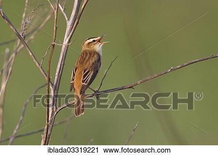 "Sedge Warbler (Acrocephalus schoenobaenus), perched on a twig, singing, Hansag, Tadten, Burgenland, Austria, Europe" View Large Photo Image Stock Image - "Sedge Warbler (Acrocephalus schoenobaenus), perched on a twig, singing, Hansag, Tadten, Burgenland, Austria, Europe". Fotosearch