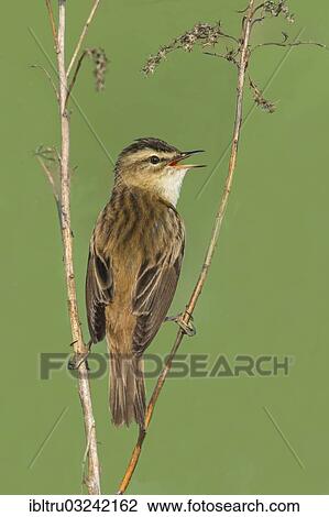 "Sedge Warbler (Acrocephalus schoenobaenus), singing from a raised lookout, Austria, Europe" View Large Photo Image Stock Image - "Sedge Warbler (Acrocephalus schoenobaenus), singing from a raised lookout, Austria, Europe". Fotosearch