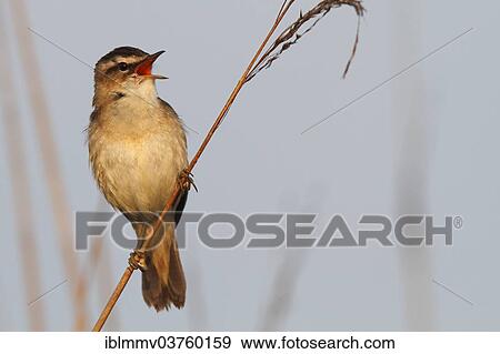 "Sedge Warbler (Acrocephalus schoenobaenus), perched on a stalk, Lower Saxony, Germany, Europe" View Large Photo Image Stock Photo - "Sedge Warbler (Acrocephalus schoenobaenus), perched on a stalk, Lower Saxony, Germany, Europe". Fotosearch